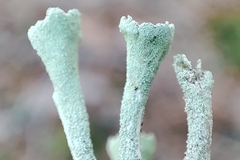 Cladonia fimbriata