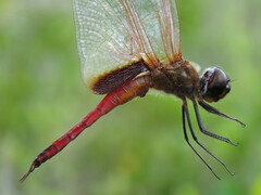 Tramea insularis