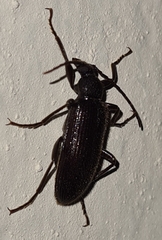 Coleoptera