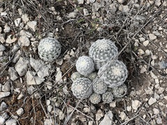 Echinocereus reichenbachii caespitosus