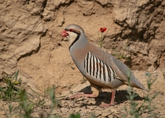 Alectoris chukar