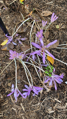 Colchicum autumnale