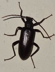 Coleoptera