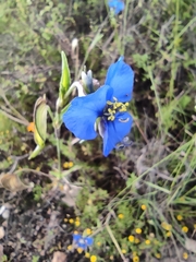 Commelina dianthifolia