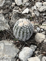 Echinocereus reichenbachii caespitosus