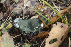 Peltigera malacea