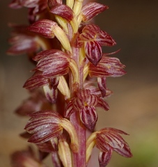 Corallorhiza striata vreelandii