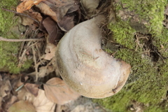 Fomitiporia hartigii