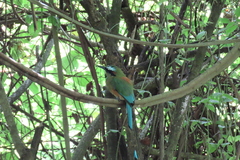 Eumomota superciliosa