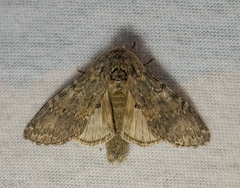Peridea angulosa