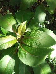 Phytolacca dioica