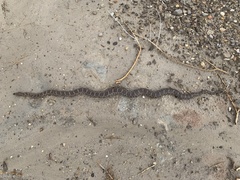 Arizona elegans
