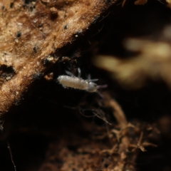 Tomocerinae