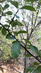 Sideroxylon lanuginosum