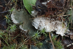 Peltigera malacea