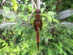 Tramea insularis