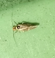 Stenopsocus