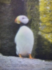 Fratercula corniculata