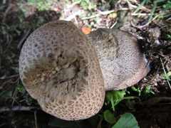 Leccinum duriusculum