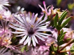 Drosanthemum