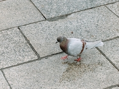 Columba livia domestica