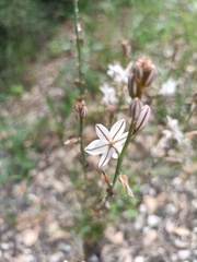 Asphodelus fistulosus