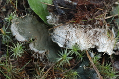 Peltigera malacea