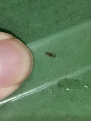Stenopsocus