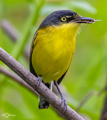 Todirostrum poliocephalum