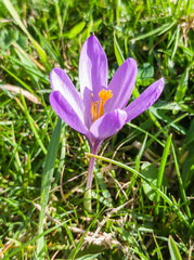 Crocus nudiflorus