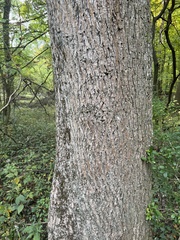 Carya cordiformis