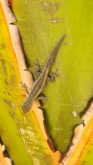 Lygodactylus capensis