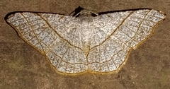 Semiothisa divergentata