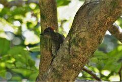 Picus chlorolophus