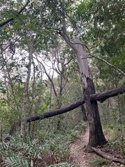 Corymbia tessellaris