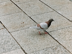 Columba livia domestica