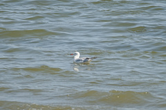 Chroicocephalus genei