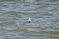 Chroicocephalus genei