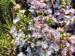 Drosanthemum