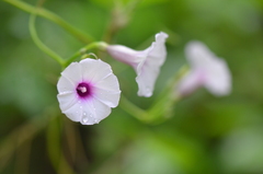 Ipomoea amnicola