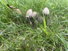 Coprinopsis atramentaria