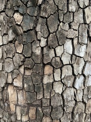 Corymbia tessellaris