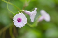 Ipomoea amnicola