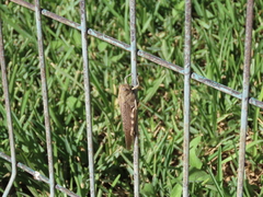 Anacridium aegyptium