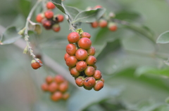 Citharexylum berlandieri