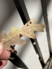 Cynips douglasii