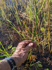 Rhynchospora inundata