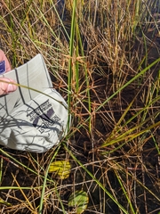 Rhynchospora inundata