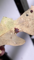 Cynips douglasii