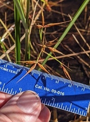 Rhynchospora inundata